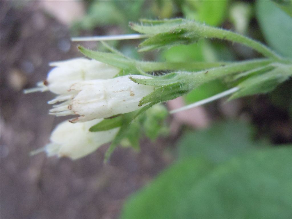 Symphytum bulbosum